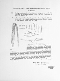 Ustilago filiformis image